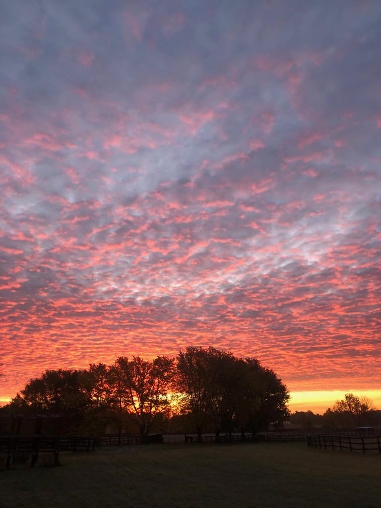 LongRunTB's tweet photo. Fall sunrises and colours at our LongRun farm taken by Kivelli McMullen. 

#ottb #thoroughbreds #longrun_tb #Fallcolours #Fallsunrises #sunrises #morningskies #equestrian #barn #horsesofinsta https://t.co/S7VJBxHK5C