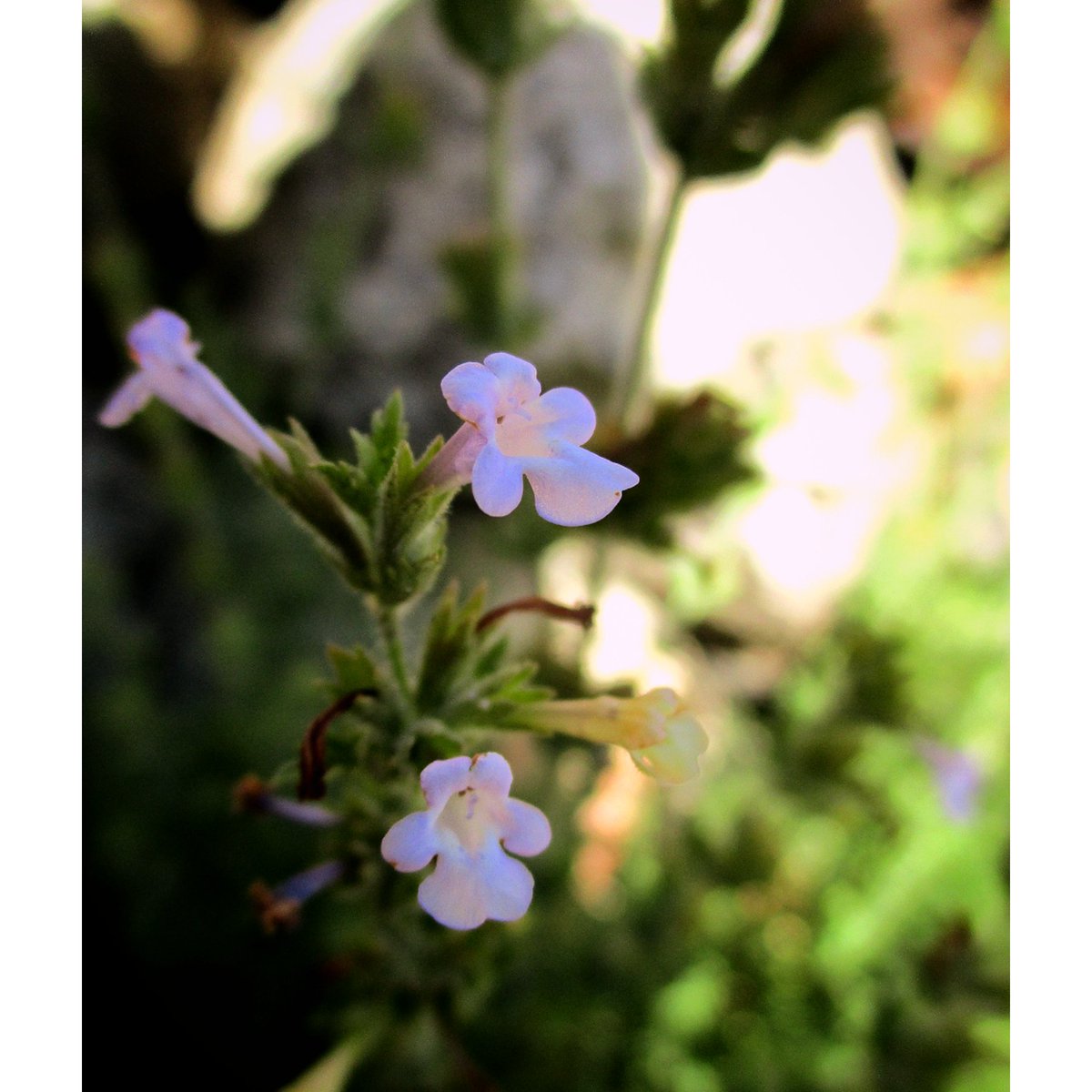 Maimoona Birjees tweet media