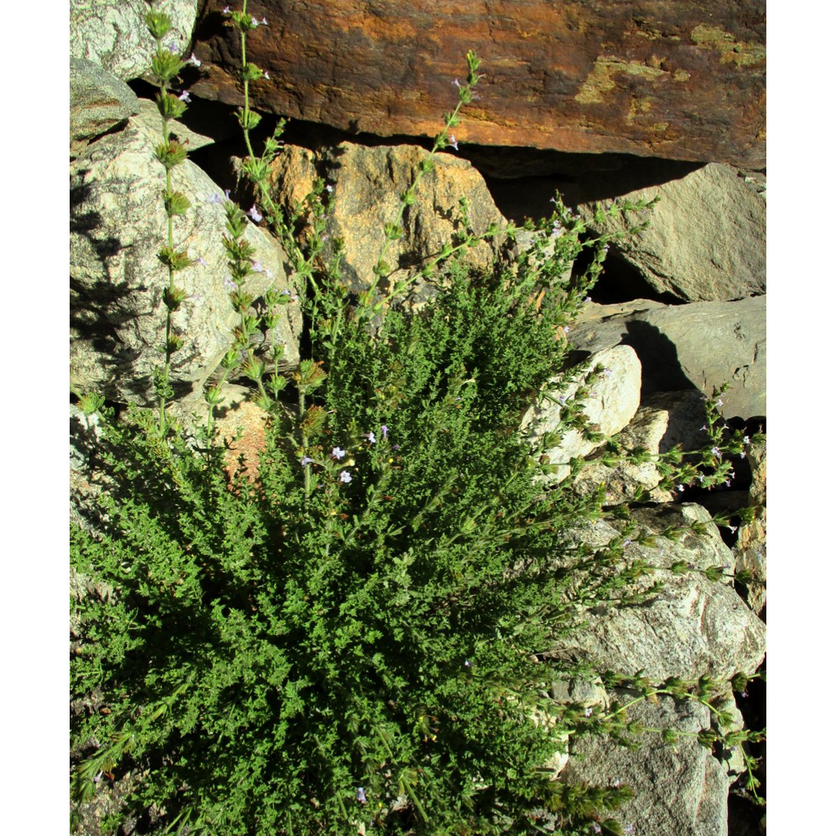 Maimoona Birjees tweet media