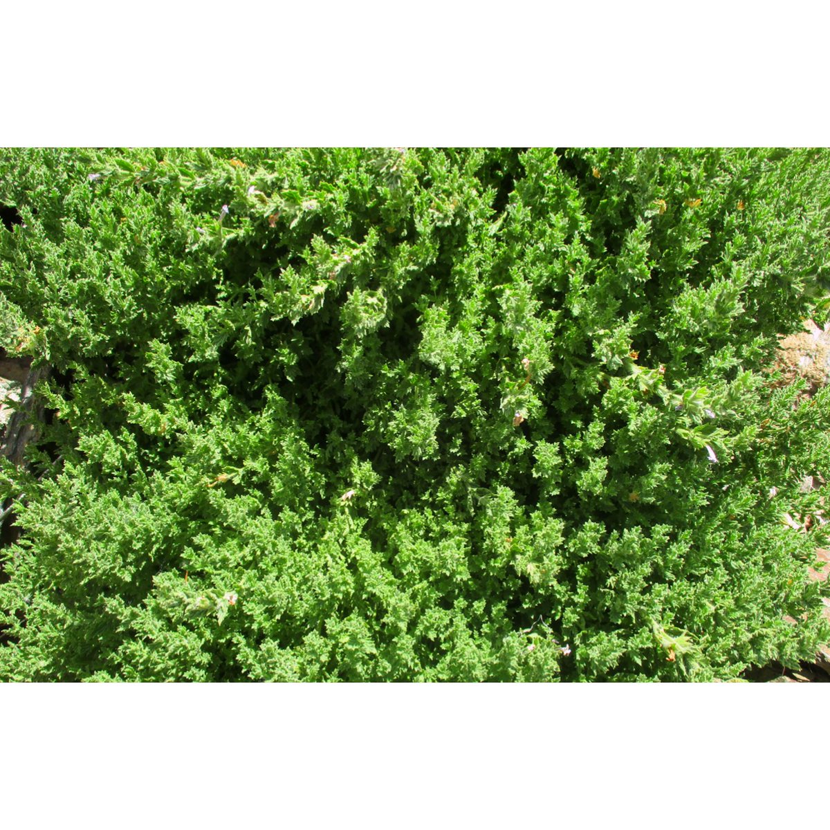 Maimoona Birjees tweet media