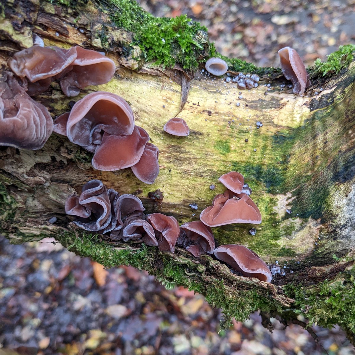 It's #fungi season at #MardenQuarry - not sure about the orange one but the reddish one is jelly ear fungus #Autumn #whitleybay #cullercoats