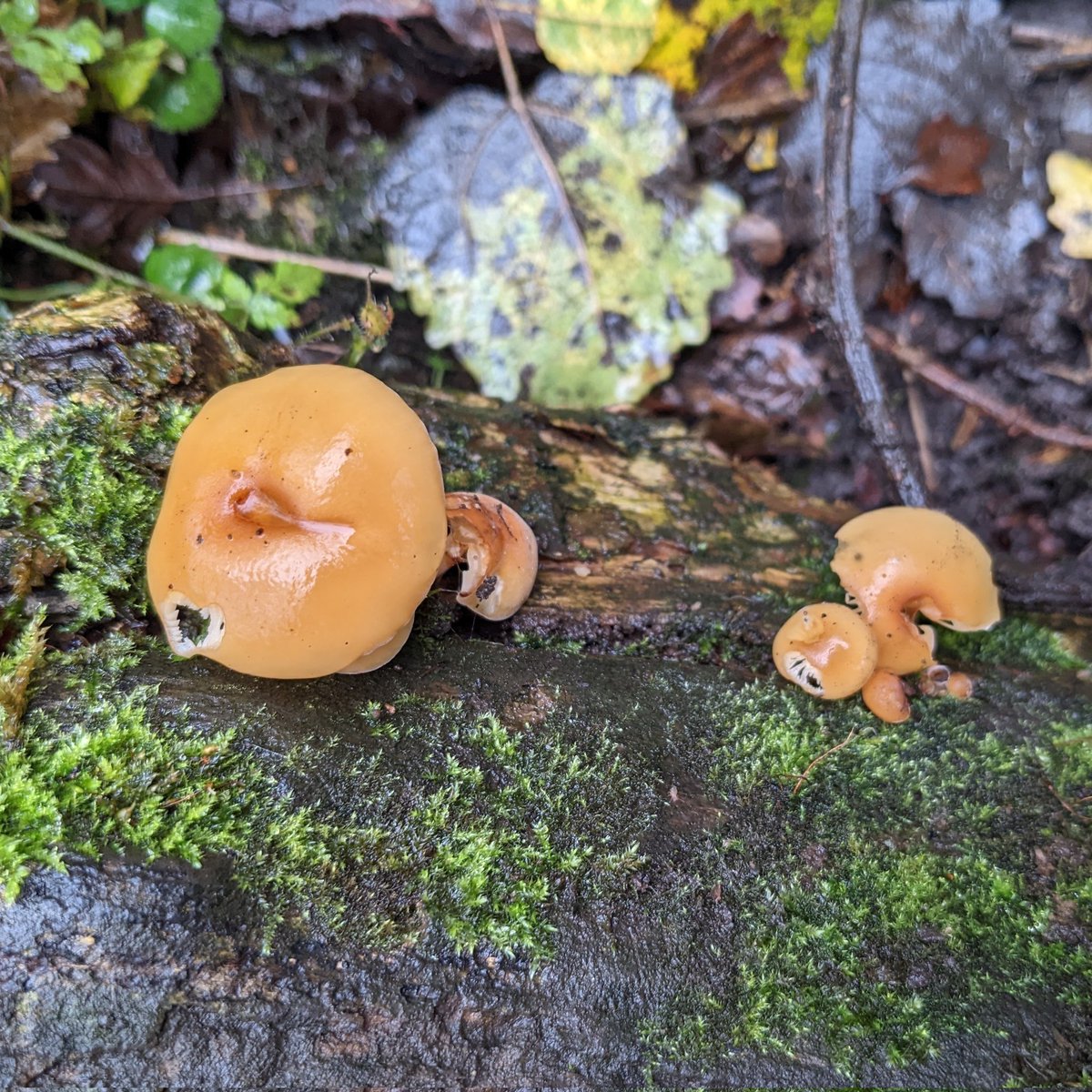 MardenNature's tweet photo. It's #fungi season at #MardenQuarry - not sure about the orange one but the reddish one is jelly ear fungus #Autumn #whitleybay #cullercoats https://t.co/DwK1Sn8p1j