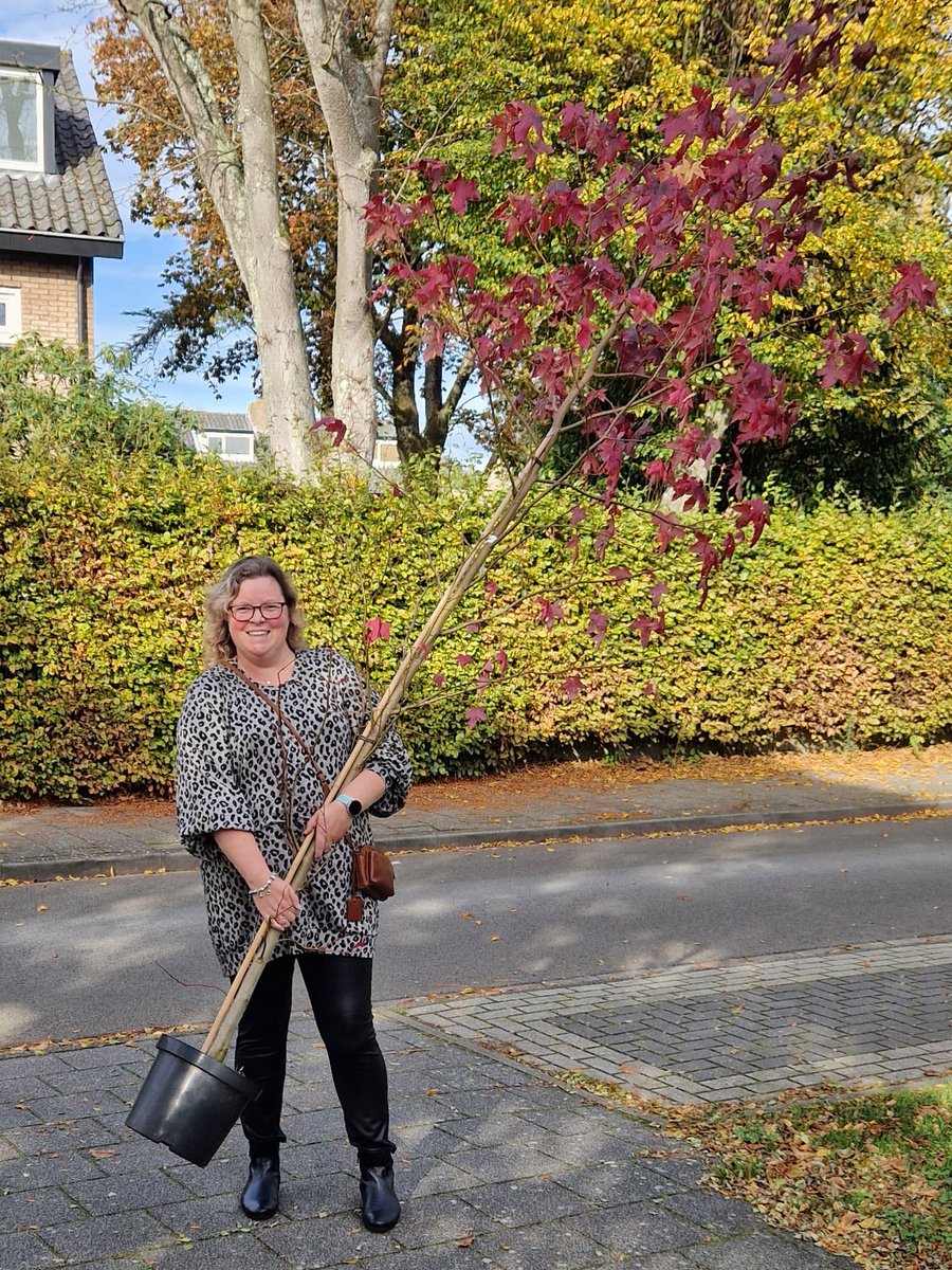 wwierper's tweet photo. 1,5 km gelopen met boom onder mijn arm. Trok een hoop bekijks😀#liquidamber #mooieboom https://t.co/Vo2nBj9gMP