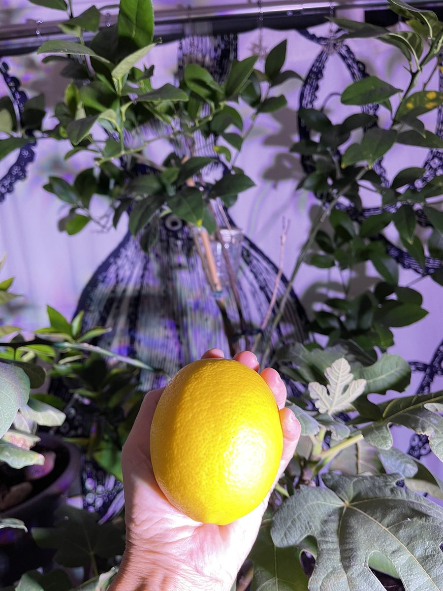 byouchah's tweet photo. Last Meyer lemon 🍋 of the 2021-2022 growing season. Harvested 8 total in the first year! #citrus #lemon https://t.co/KMTy2xcs9X