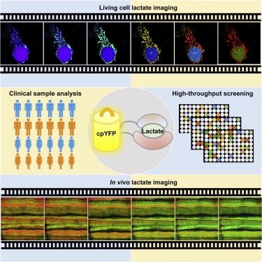 The spatiotemporal landscape of lactate metabolism in health and disease <a href="/Cell_Metabolism/">Cell Metabolism</a> cell.com/cell-metabolis…