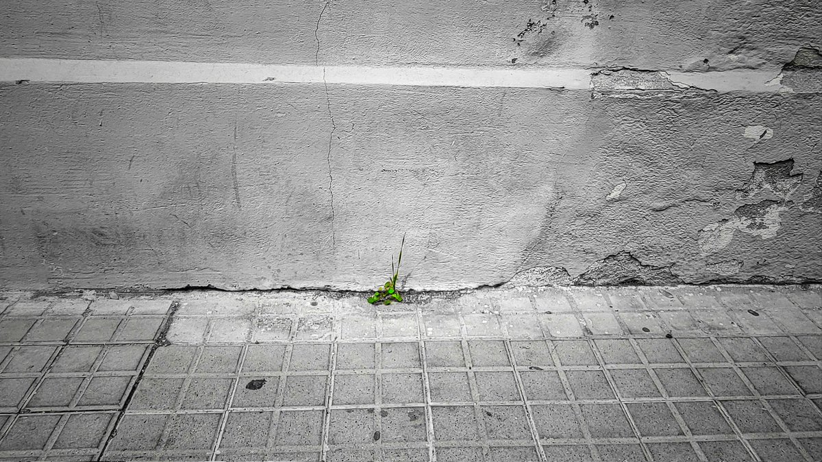 Alfredo_bcn's tweet photo. La imagen del día con el teléfono móvil: Tozuda naturaleza.
#alfredobcn #lafotodeldia #photooftheday #naturaleza #natura https://t.co/vZIiKPP2bl