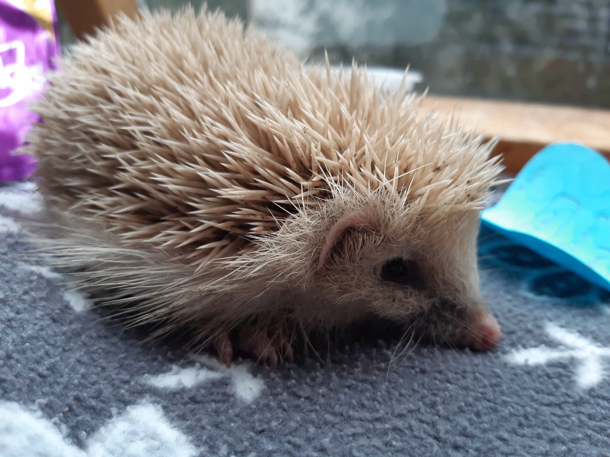 HHPrestatyn's tweet photo. Not to be confused with pet hedgehogs. This is a wild, blonde, "Gwyn". In for treatment. 💓 https://t.co/vMG9HiIbNn