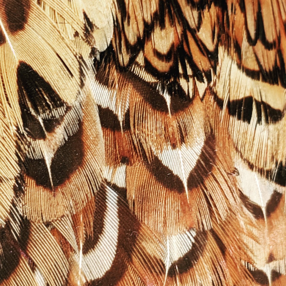 Wandering Dog INN tweet media