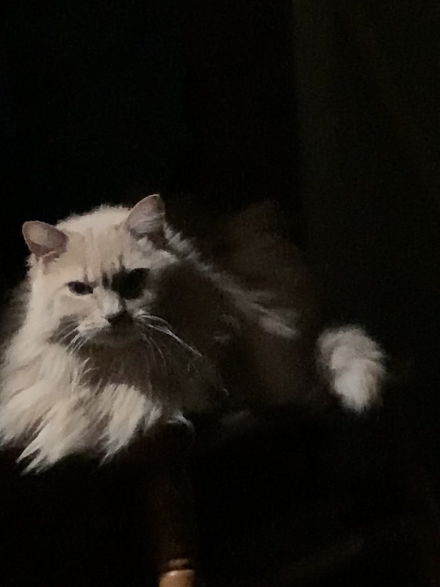 🌈CoCo Chanel the Cat....my guardian angel🌈 tweet media