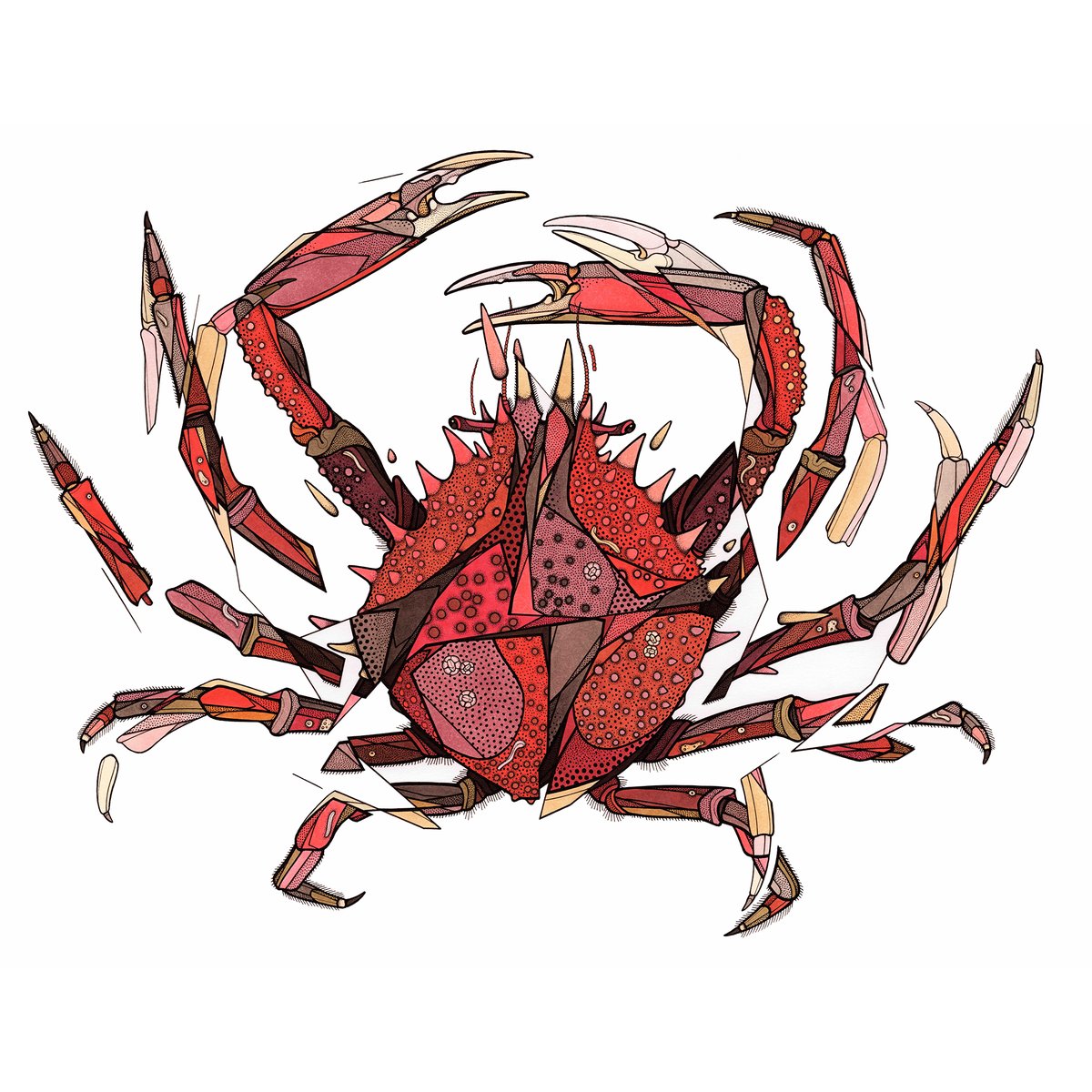 Retrouvez vous cet après midi pour une séance de dédicaces de l'artiste Teuthis.
Araignée de mer (Maja squinado)
Encre, feutre et crayon
50x40 encadré