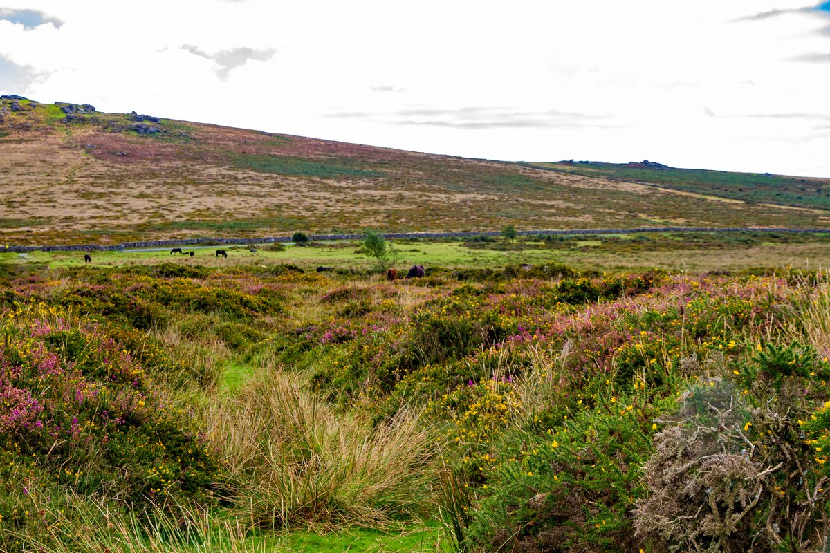 dartmoornpa's tweet photo. We have been treated to some beautiful autumnal light and colour so far this season 🍂🍁

Have you been enjoying it? 📸 share with us - we'd love to see your pictures of Dartmoor in Autumn 🌝 https://t.co/TUdniAtI7D
