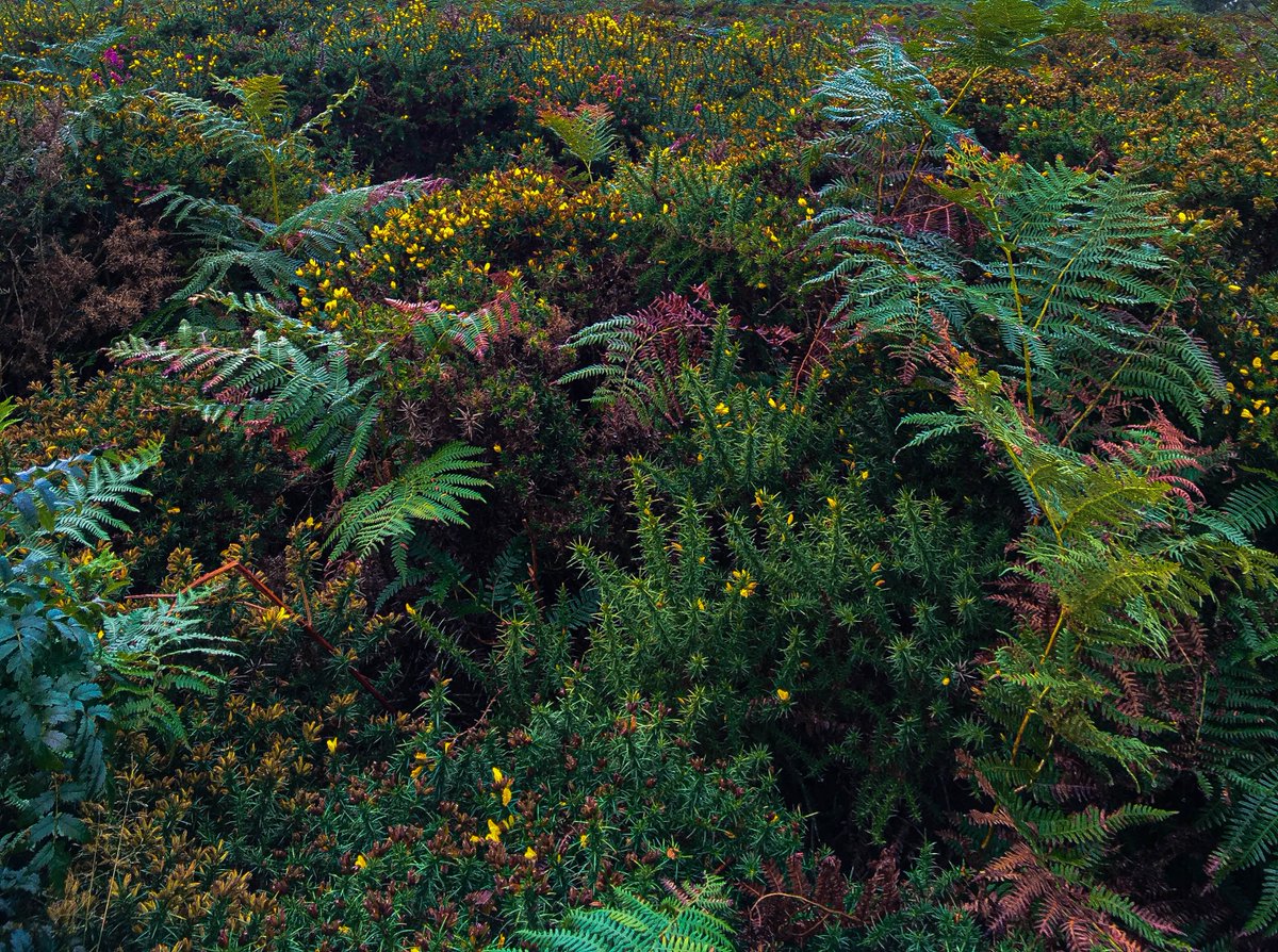 dartmoornpa's tweet photo. We have been treated to some beautiful autumnal light and colour so far this season 🍂🍁

Have you been enjoying it? 📸 share with us - we'd love to see your pictures of Dartmoor in Autumn 🌝 https://t.co/TUdniAtI7D