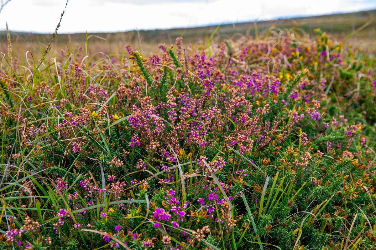 We have been treated to some beautiful autumnal light and colour so far this season 🍂🍁

Have you been enjoying it? 📸 share with us - we'd love to see your pictures of Dartmoor in Autumn 🌝