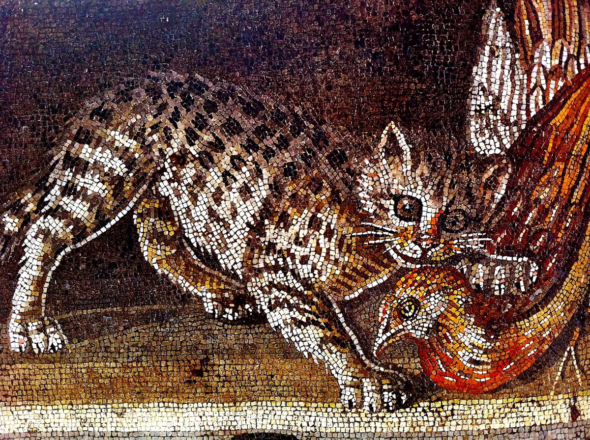 TrimontiumTrust's tweet photo. Happy #NationalCatDay! Cats were important to the Romans. Skillful mice hunters, the armies used cats to protect their stores from vermin. Cats followed the legions all the way to Britannia. Cats were depicted in funerary monuments, mosaics & paintings. https://t.co/30GnSzRdAn