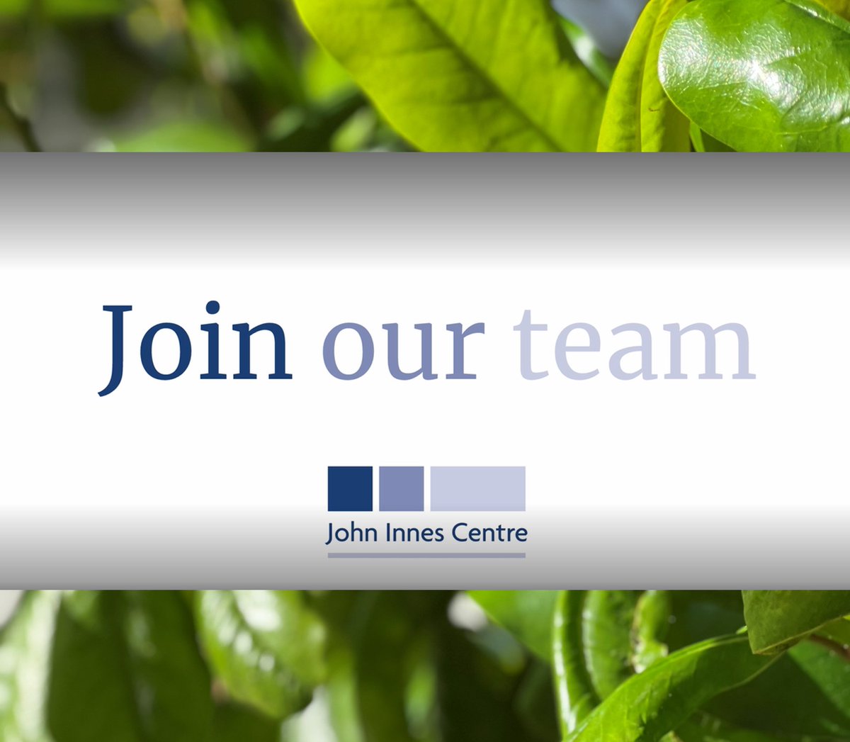 JohnInnesCentre's tweet image. VACANCY - We're looking for a Research Assistant to join the Seung Group at the John Innes Centre, working on cutting-edge science in the field of Biochemistry and Metabolism

Find out more here: okt.to/QjUlqS

Closing date - 7th November 2022