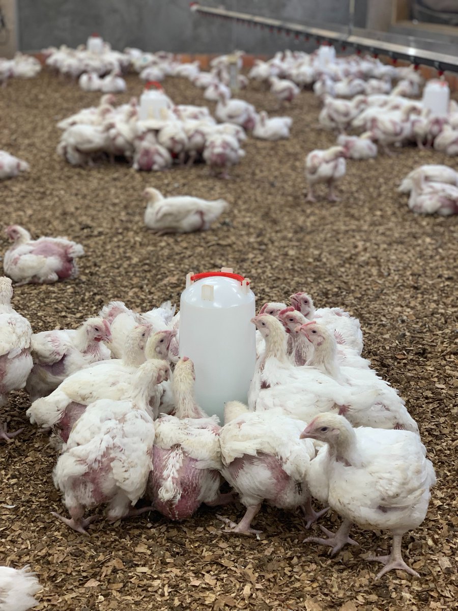 It takes only 6 weeks for a broiler to gain 2–2.5 kilograms and be ready for market. 
This is a very lucrative business that you should join.