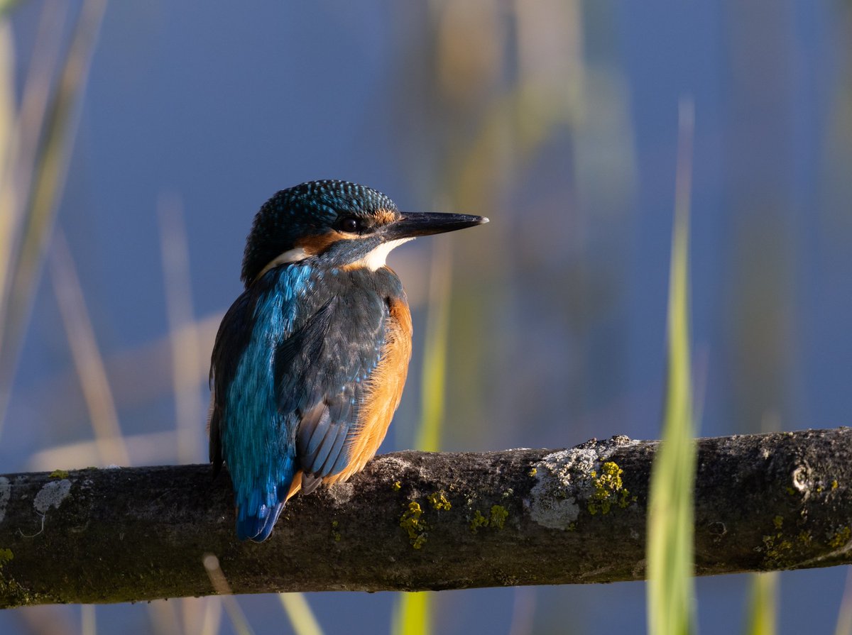 KevinB39's tweet photo. @Natures_Voice @BBCSpringwatch One day I was sitting in a hide at my local reserve and this flash of electric blue flew straight towards me and sat on this perch for ten minutes. Such an awesome moment https://t.co/n05cWBE9TU