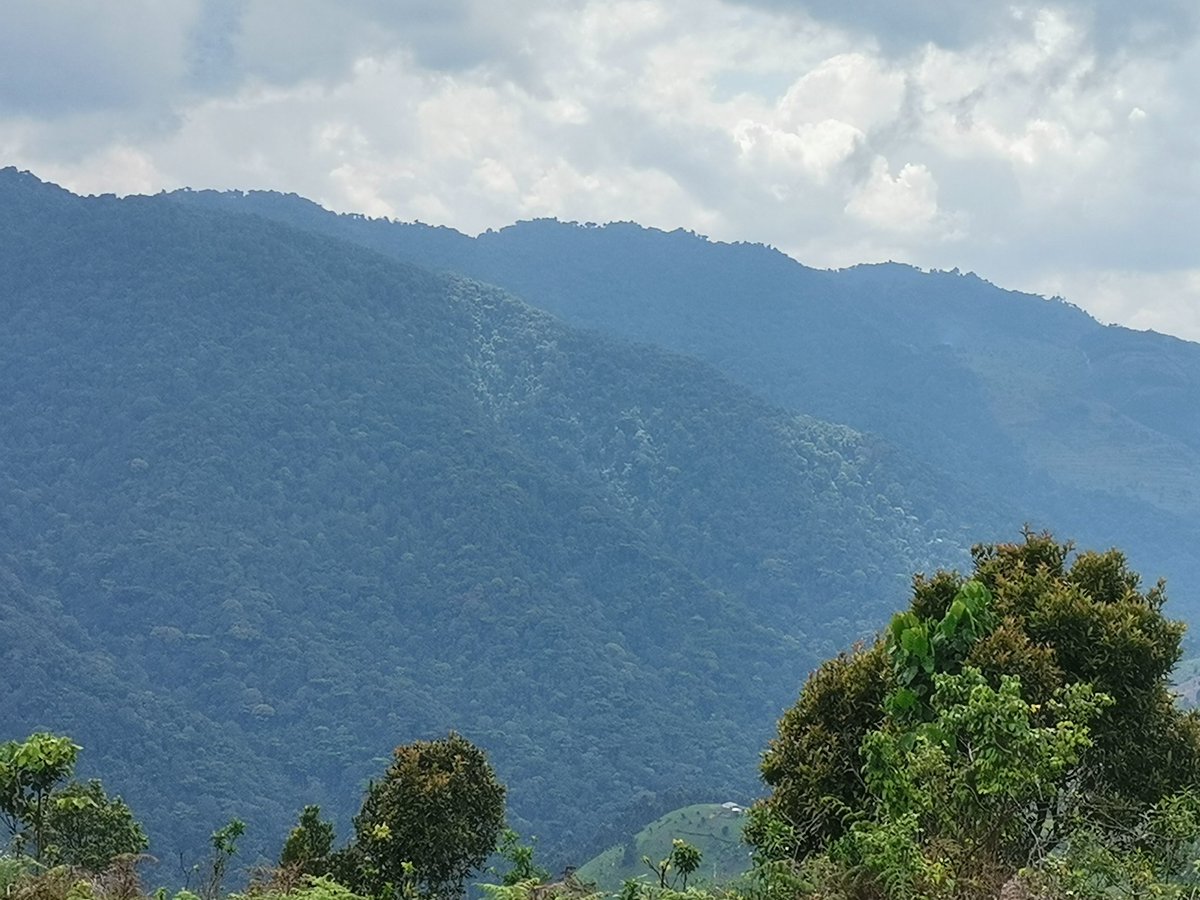 Bwindi Retired Rangers Association members. They have a wealth of information, knowledge and Expertise to share with Tourists who come and visit Bwindi impenetrable national park. These are the first Rangers who participated in Gazetting the park, Habituation of Mubare Family.