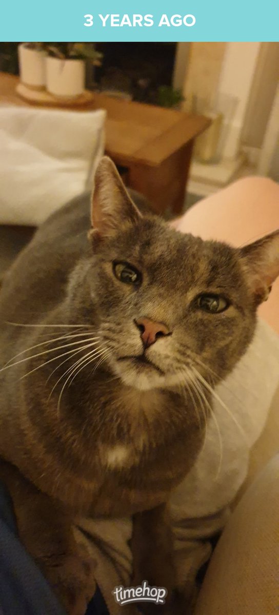 Edd_Ransom's tweet photo. @trish_eason Elgin might not be a black cat, but he is a beautiful cat 😍 ❤ ♥ https://t.co/bps2NjxzV9