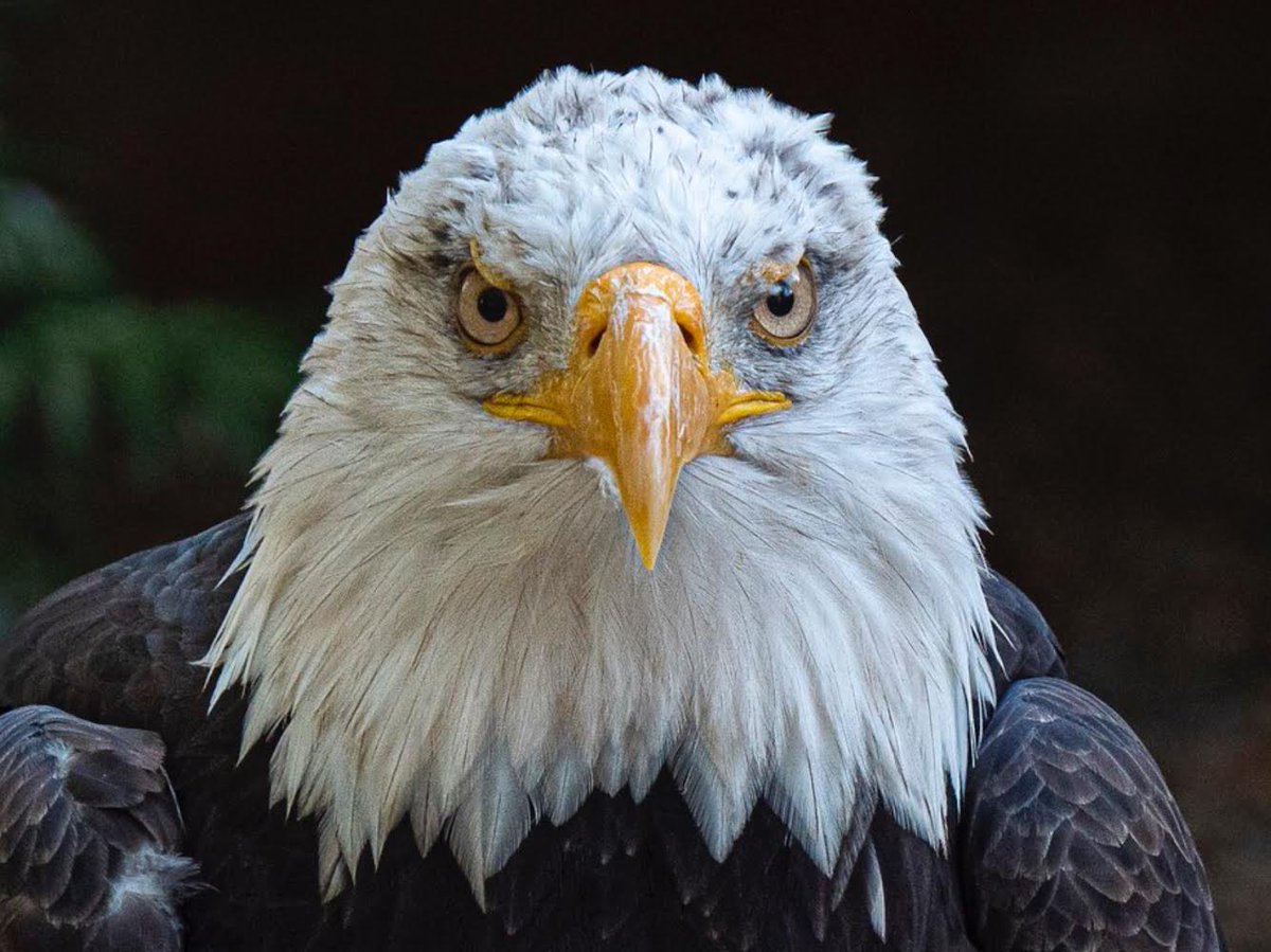 JohnBax35504732's tweet photo. Donβt mess with me. #hawkconservancy https://t.co/vSBb0xyR6t