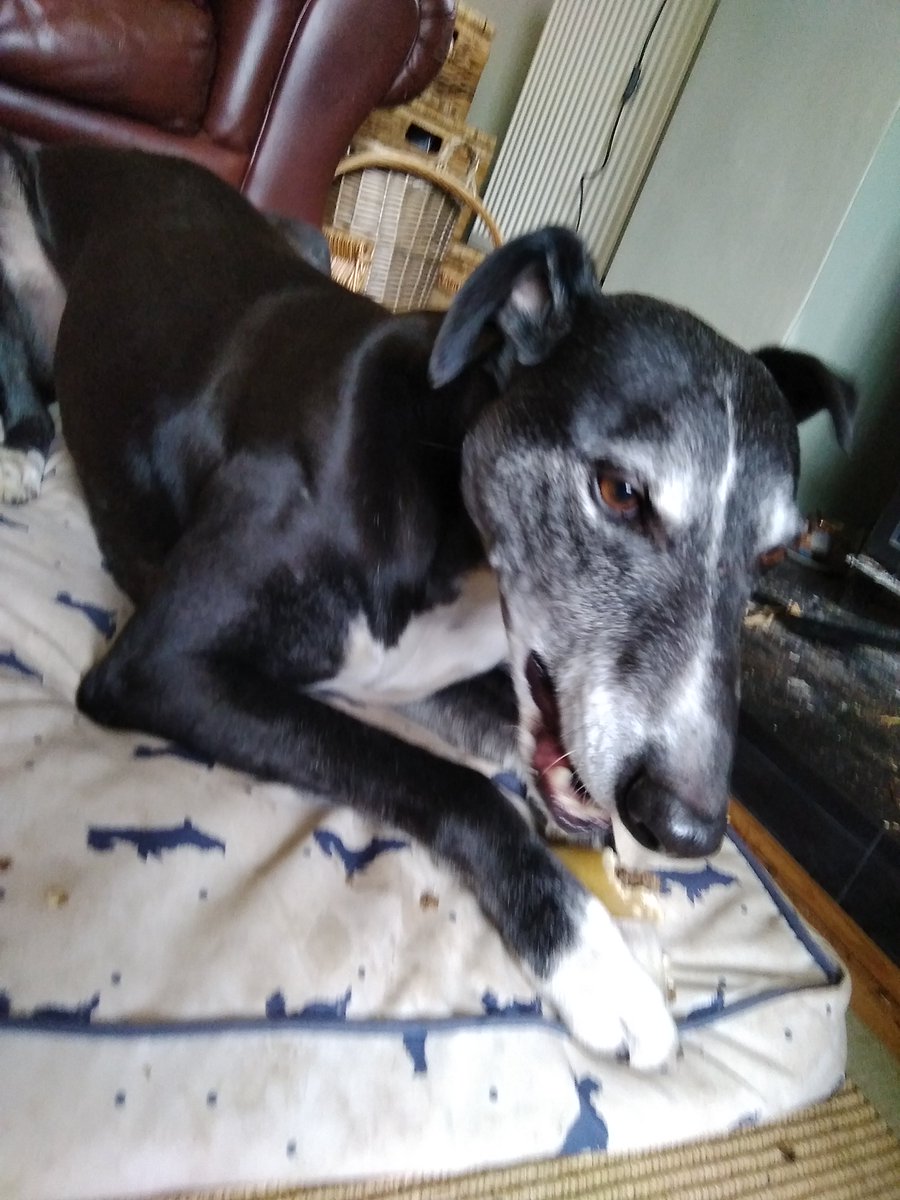SelmesLtd's tweet photo. Maybe Sheryl Crow All I want to do? Chain? Ex teacher? Andrew  @ &amp; Jasper 🐾 https://t.co/yr4HFZtPMm 
@themarkrad @BBCRadio4 @GNev2 https://t.co/1cnIBNtNqU