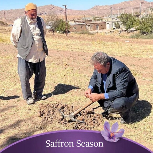 BadieeSaffronCo's tweet photo. Iran’s four season climate along with its incredible potentials to raise saffron in large amounts, makes it the best producer of saffron in the world.
Late October and well into mid-November are the best days for harvesting the most qulified saffron. 

Ready for your requirements https://t.co/y0S0IQXASB