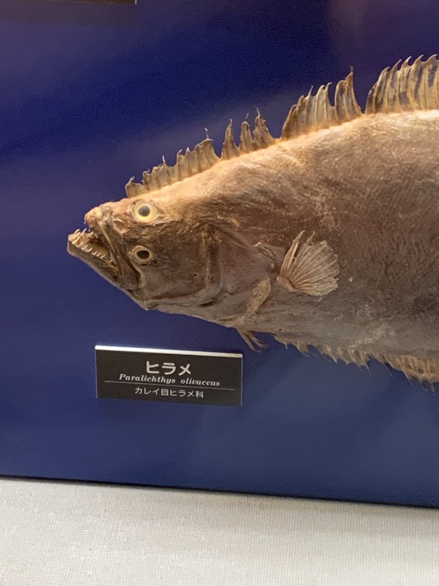 浪花道またたび子 on Twitter