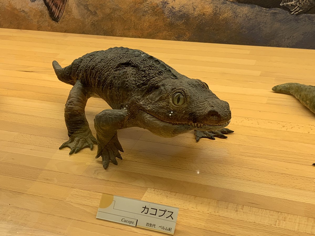 浪花道またたび子 on Twitter