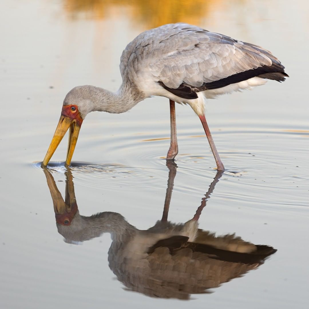 MuthaigaTravel's tweet photo. Amazing moment to have seen the beautiful stork while on #safari
Call or Email us for CUSTOMIZED SAFARI EXPERIENCE!
☎️ +254718002012
☎️ +211924 052704
📩 info@muthaiga.co.ke
-
#FamilyCollection
#LionSandsGameReserve
#LuxuryTravel
#AfricanSafari
#Africanbush
#Wildife https://t.co/XXnk1jExoH