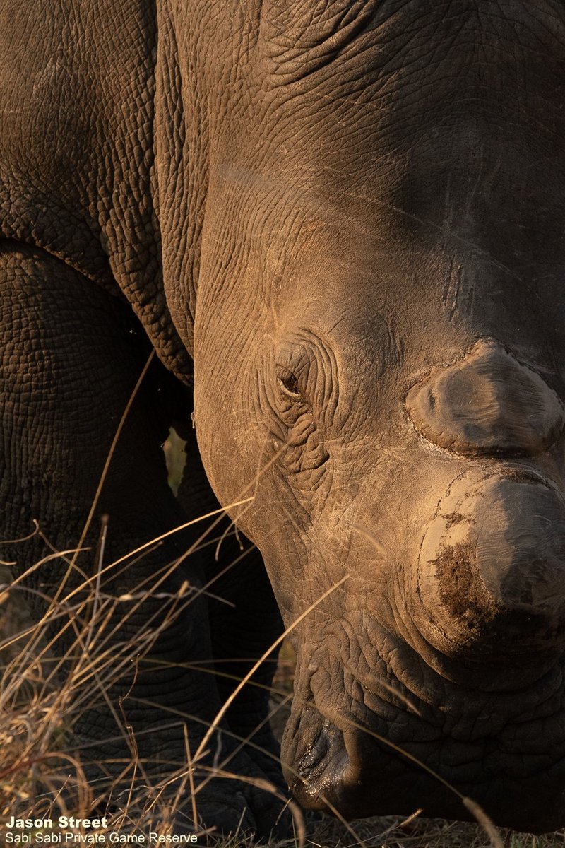 Sabi Sabi tweet media