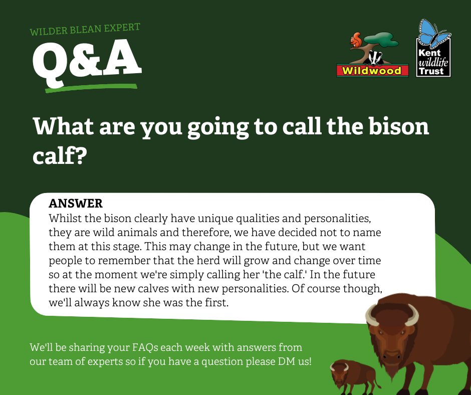 KentWildlife's tweet photo. We have been overwhelmed with lovely messages and donations following the birth of the #WilderBlean bison calf. A few of you have questions about her, which we and our partners @WildwoodTrust have answered for you here. To find out more visit: https://t.co/ACVd7LRLGv https://t.co/dkad7K1uhF
