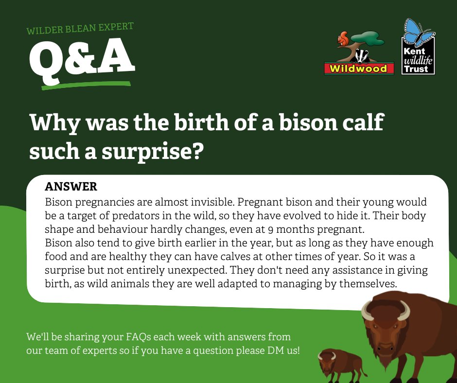 KentWildlife's tweet photo. We have been overwhelmed with lovely messages and donations following the birth of the #WilderBlean bison calf. A few of you have questions about her, which we and our partners @WildwoodTrust have answered for you here. To find out more visit: https://t.co/ACVd7LRLGv https://t.co/dkad7K1uhF