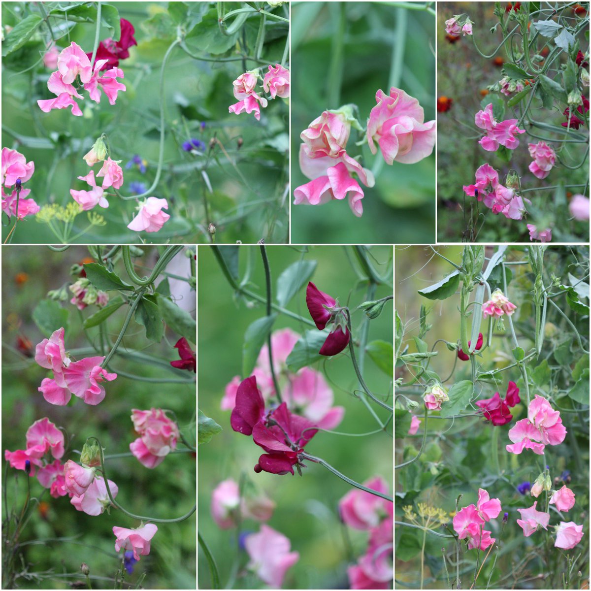 #Sweetpeas in the end of October! Think it’s the first time that happened. Happy weekend to all #SixOnSaturday #GardeningTwitter