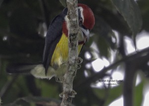 Bird Watching Tour in Peru - Birds of Peru Tours
#BirdsOfPeruTours #Tourism 

https://t.co/KlFJBdAyGP https://t.co/14kQk9SH51
