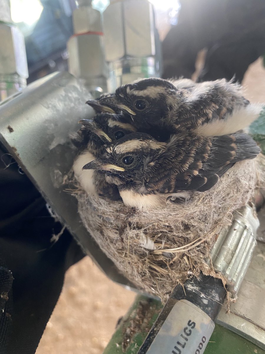 grainvic's tweet photo. Front end loader bucket is a perfect spot for a Willie Wagtail nest! #nature #farmlife #catproof https://t.co/RzHrLTVT66