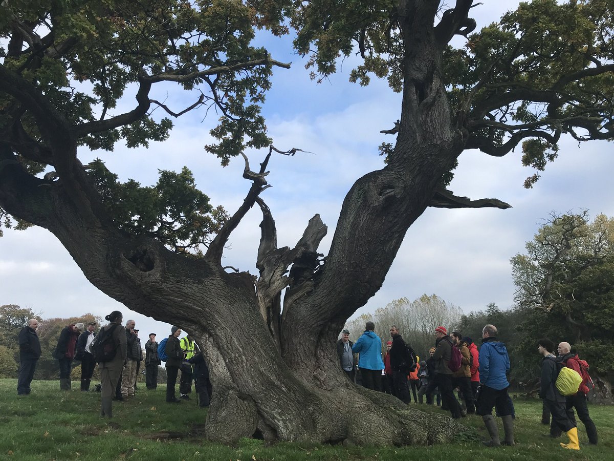 treeruss's tweet photo. @AncientTreesATF @CastleHowardEst for first #AncientTreeForum national field meeting for 3 years.
Excellent turnout &amp; vibrant discussions on diverse topics:
tree canopy reorganisation;
recognising &amp; restoring #WoodPasture
developing eDNA saproxylic invertebrate quality surveying. https://t.co/PSNxQFWzNk