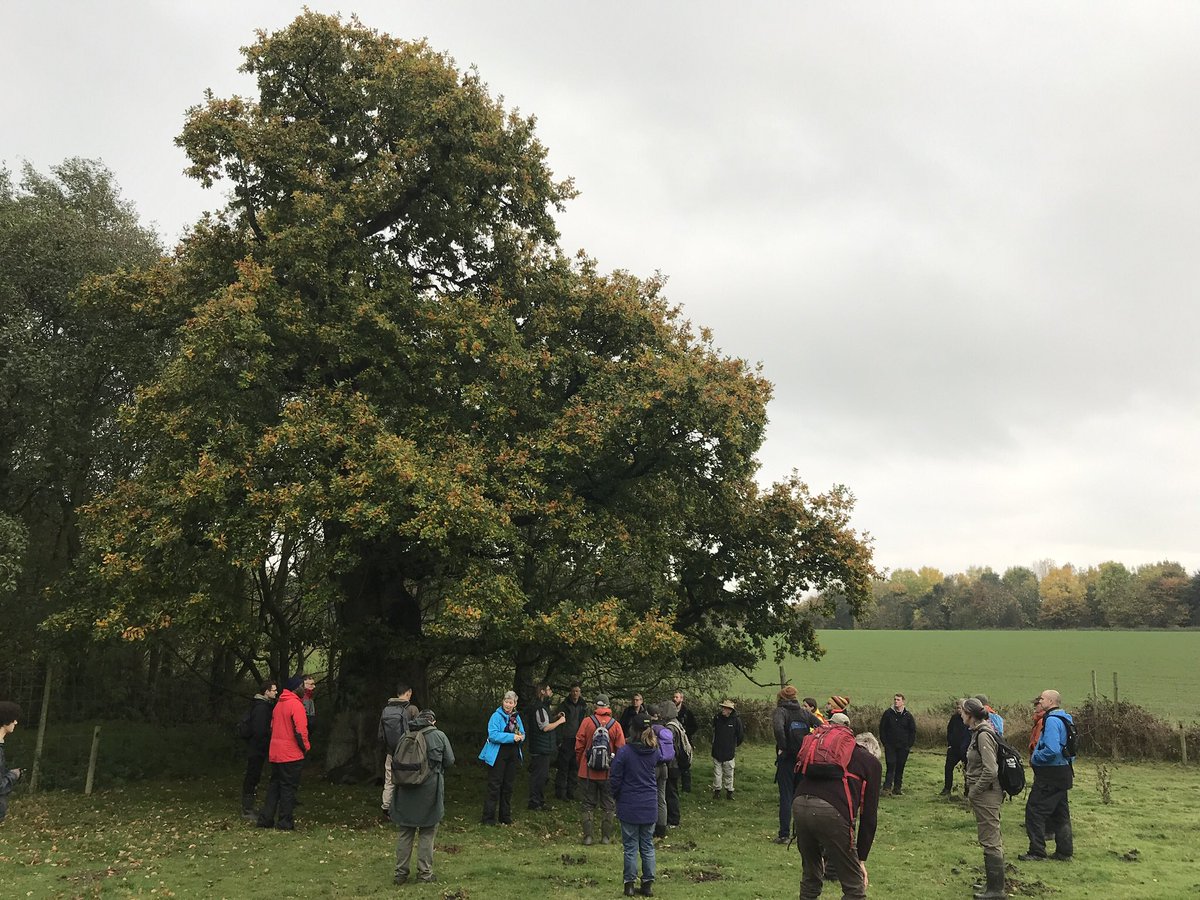 treeruss's tweet photo. @AncientTreesATF @CastleHowardEst for first #AncientTreeForum national field meeting for 3 years.
Excellent turnout &amp; vibrant discussions on diverse topics:
tree canopy reorganisation;
recognising &amp; restoring #WoodPasture
developing eDNA saproxylic invertebrate quality surveying. https://t.co/PSNxQFWzNk