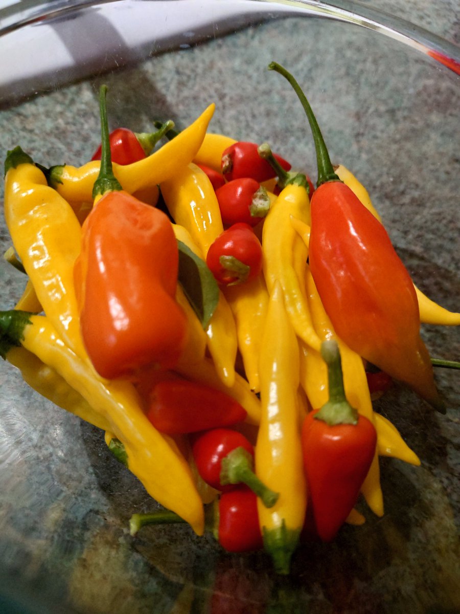 drnicwatson's tweet photo. More #Chilli 🌶️ silly.... #hotlemon Requisite 1 #orangehab ripened per week and an unidentified #superhot (who needs labels?) Gotta love the #greenhouse 😍 https://t.co/xZEZMb6cEo