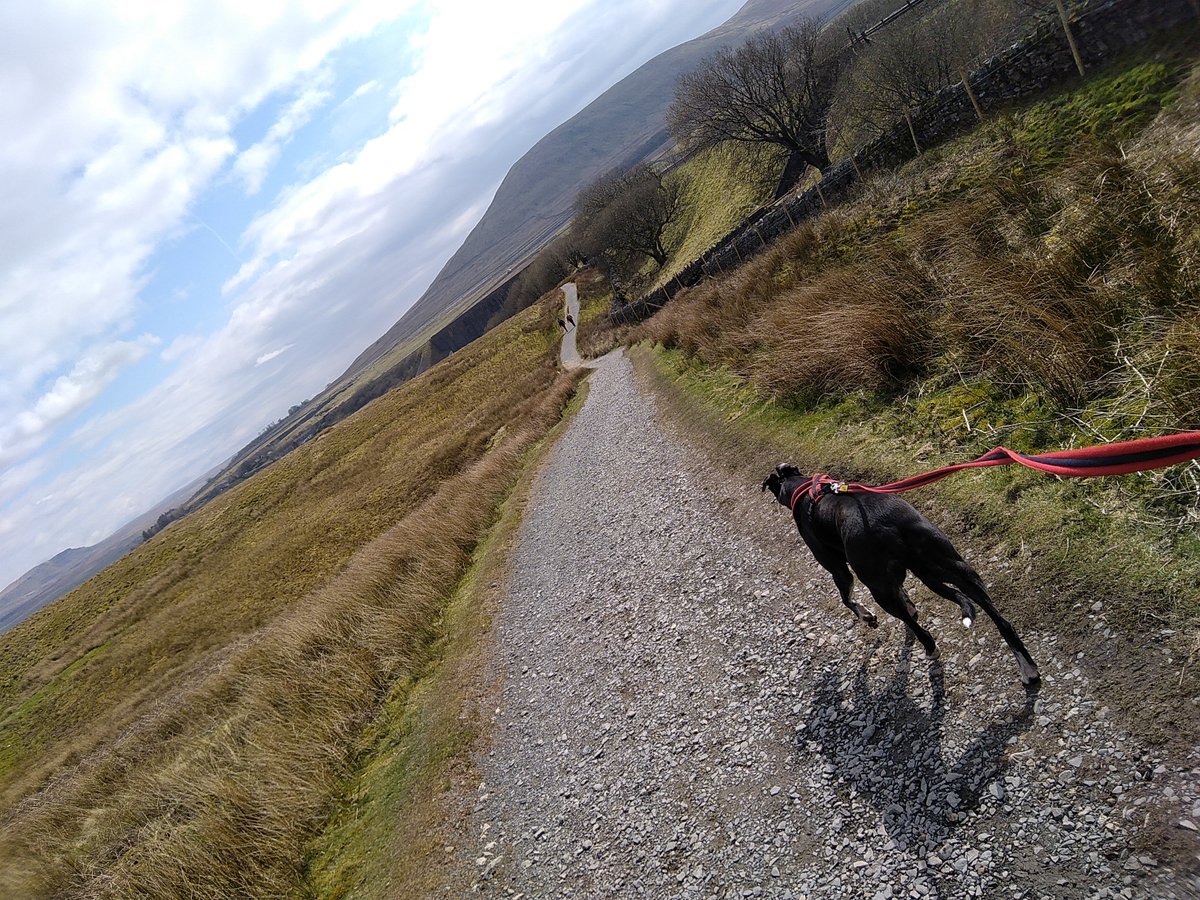 SelmesLtd's tweet photo. @StuartMaconie Jasper 🐾 the Berwyn Luxe dog asks can he skip the walk to Peckforton? 
@RamblersGB @England @bbcstrictly  @GNev2 @ClarenceHouse @guardian @F1 https://t.co/wqqVG66e1v