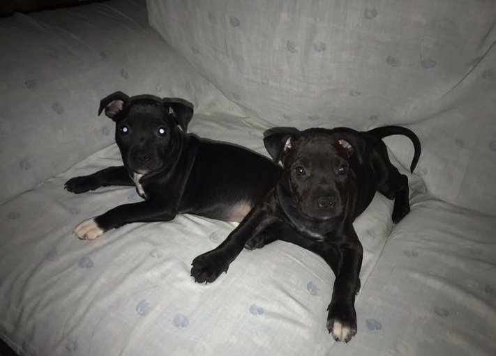❤️Chip y Chop❤️
Cachorros de 1 mes y medio buscan hogar. 
De adultos seran de tamaño mediano/grande y son cruces de PPP, se necesita licencia y seguro de responsabilidad civil.
Nos ayudas?
ribercan.org