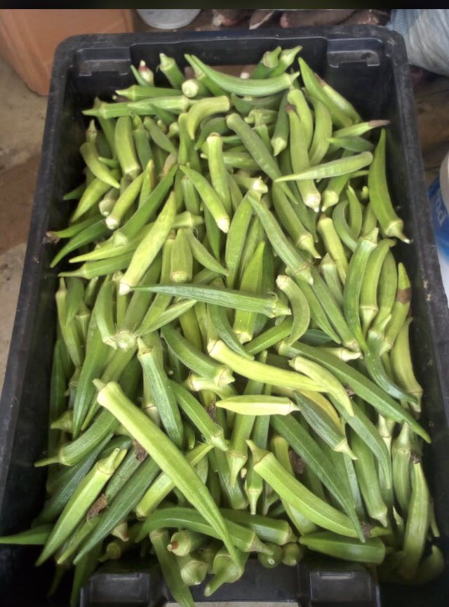AbenaMagrebon's tweet photo. Fresh from the farm, Buy a crate and share. Crate for 230ghc. Average piece of a kilo @ 36 - 40. Kilo price 10ghc. Pick up point Agbogbloahie.     Please call 0243154986
#formerpresident. #ebonycondoms #Medikal #kevintaylor #mzbel #Asake https://t.co/FBN35PyVfg