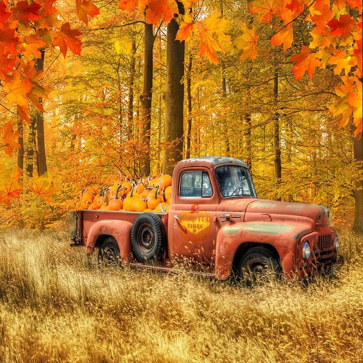 wildflower501's tweet photo. Happy weekend..🍂🎃🧡 https://t.co/21tPRgql8Z