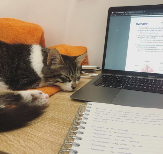 LondonU's tweet photo. In honour of #NationalCatDay, we’re sharing this #UoLStudySpace of sleepy kitty Albert. If you have a cutie that keeps you company while you study, share a picture with us! https://t.co/QgGMv9eGZE