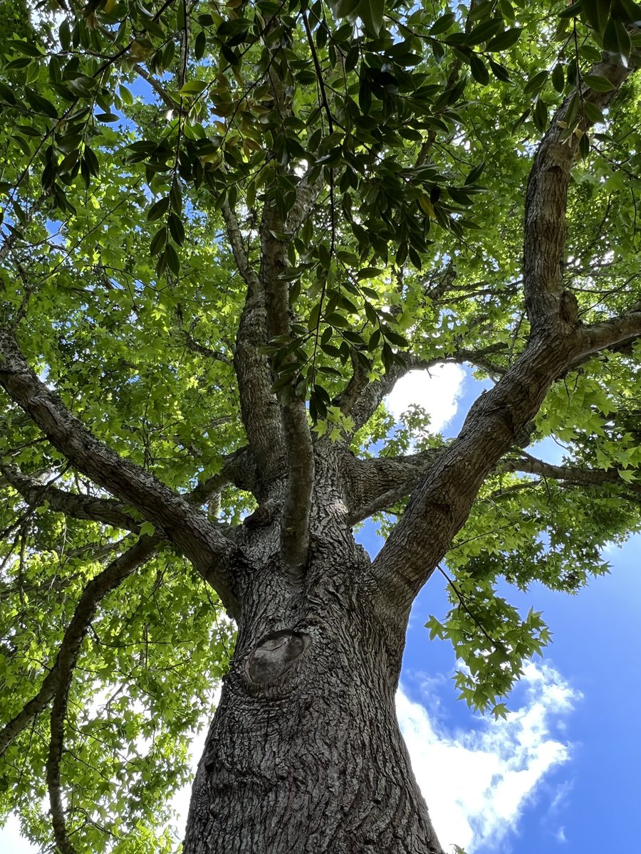 JudeStevens's tweet photo. Good morning tree friends from this liquidambar sweetgum. May you have lots of trees filling your day wherever you may be 😊🌿🍃#trees #treefriends #exotictrees https://t.co/0WZoG8AxqW