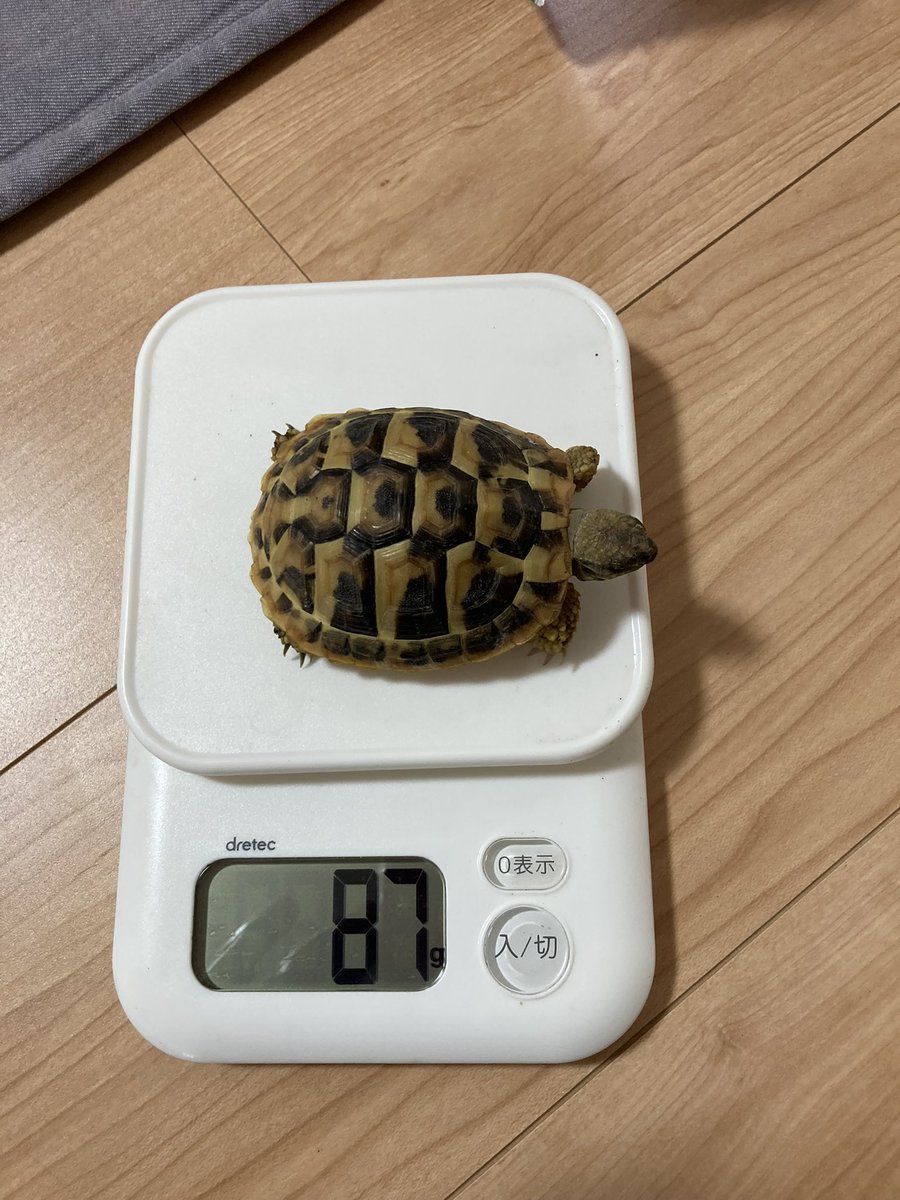 kingyo_koji's tweet photo. 初リクガメは一年でこうなりました。
順調。。。なのかな？
#ヒガシヘルマンリクガメ https://t.co/455xFkAfaM