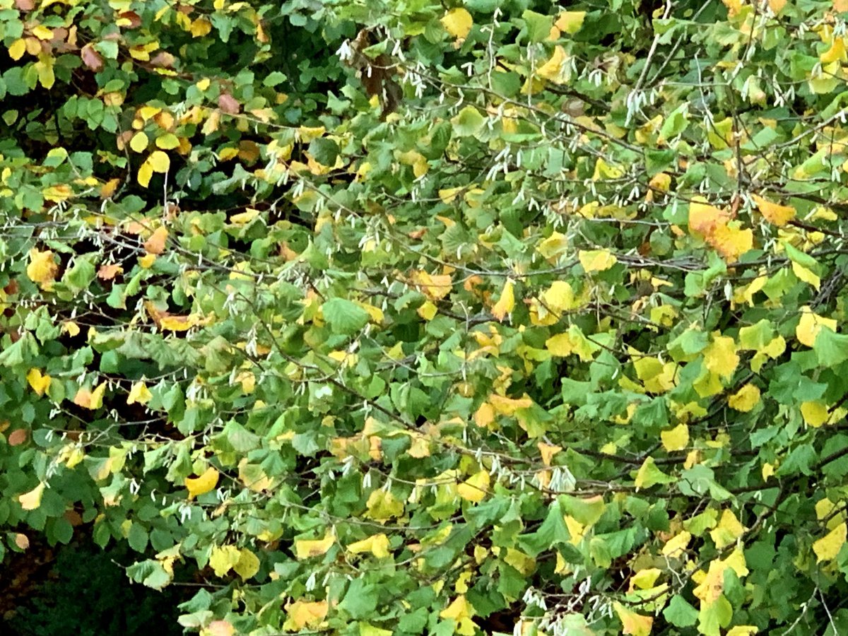 japanauthor's tweet photo. The first and still diminutive catkins on the hazel trees are emerging yet it only seems like yesterday that the squirrels were eating the hazel nuts. Now the cycle starts all over again. #Cotswolds #beechwoods https://t.co/hJN4AVuifp