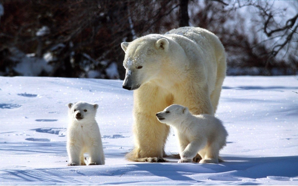 dragonfly_37's tweet photo. Good morning white hearts!☀️🤍❄️🤍🐻‍❄️ https://t.co/2V5T9GAkoQ