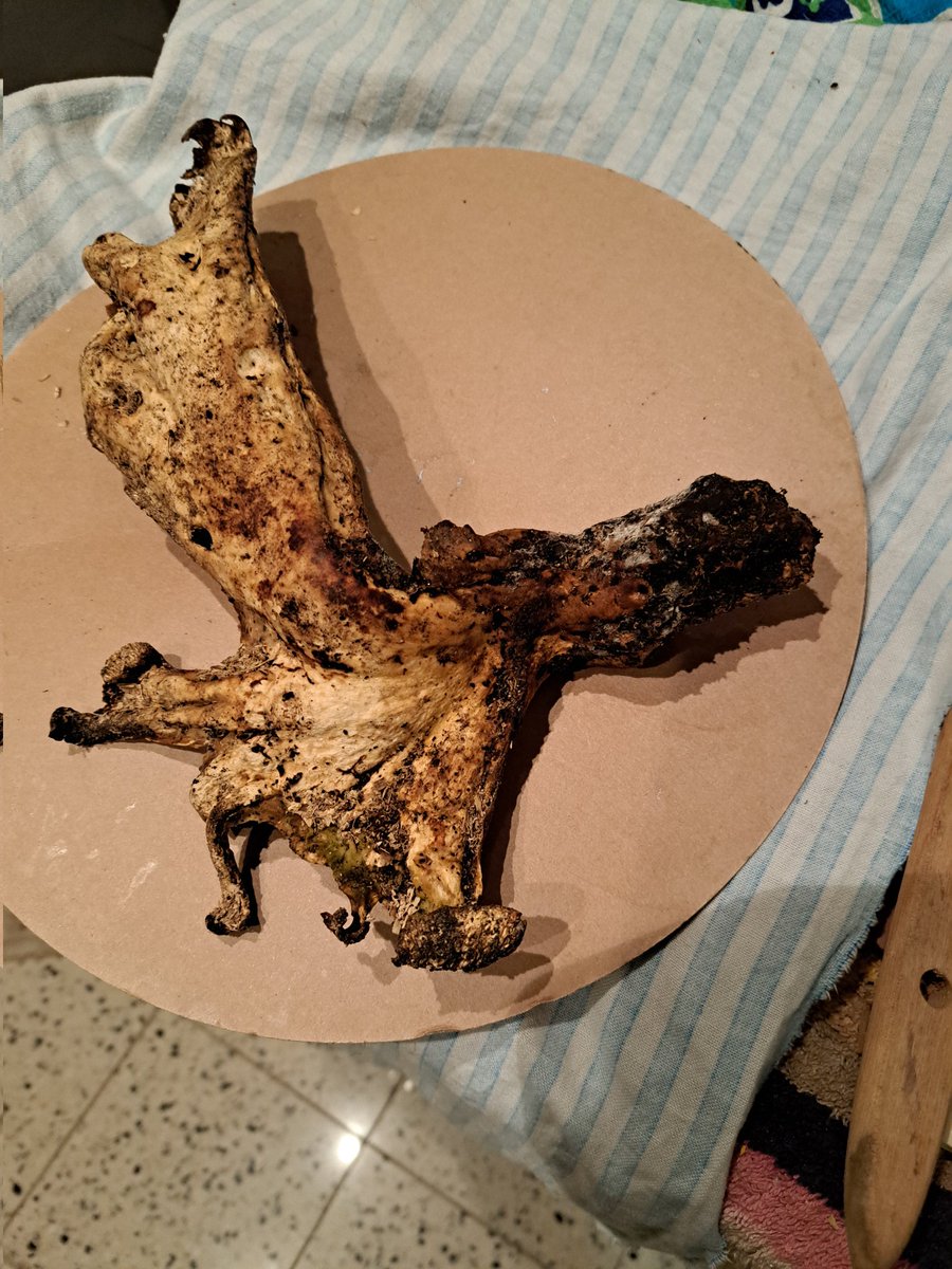 jan de jong tweet media