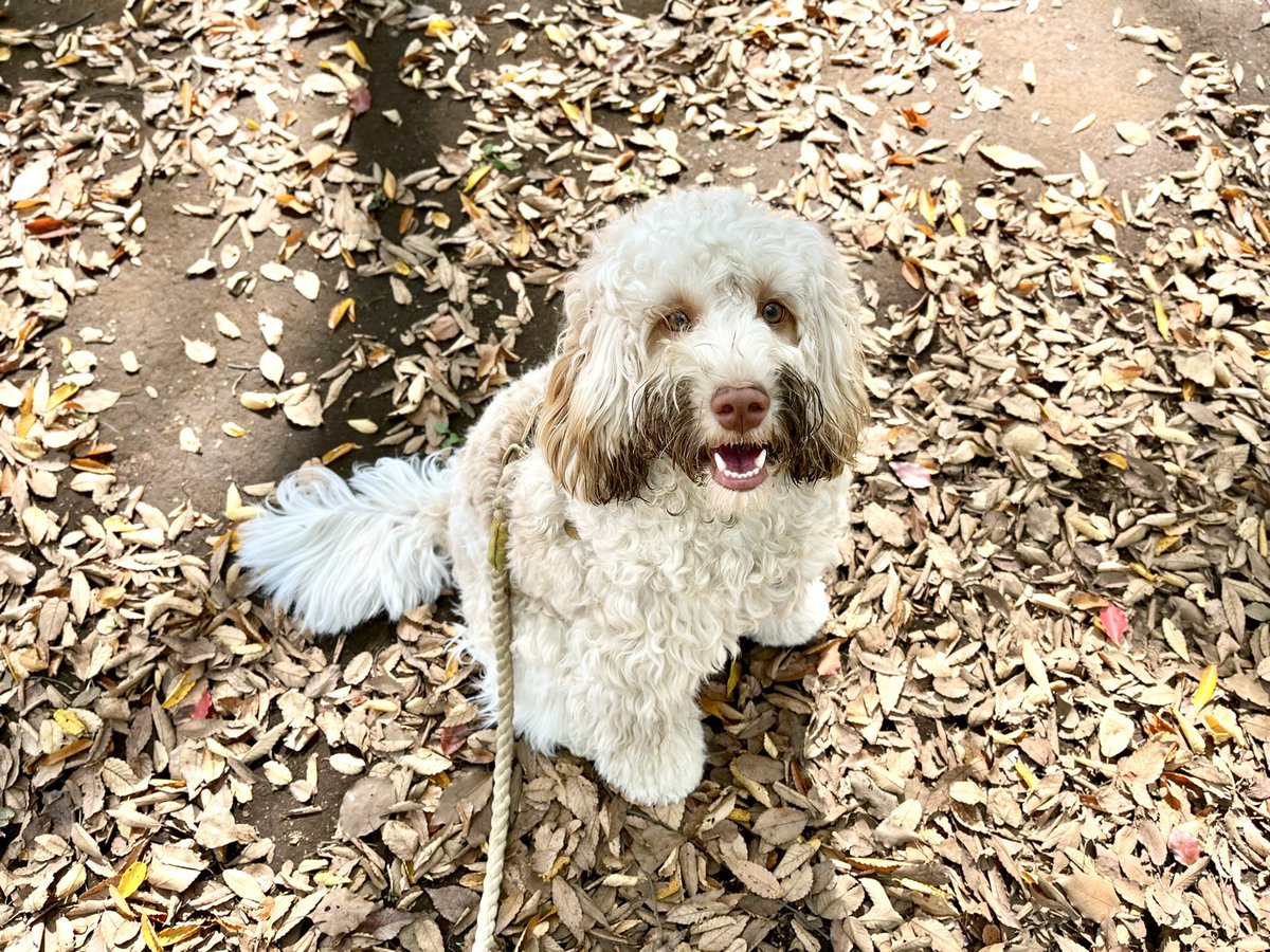 uruba_doodle's tweet photo. 秋

#dog #犬 #いぬのいる暮らし #犬のいる暮らし https://t.co/IMqdfZ78aX