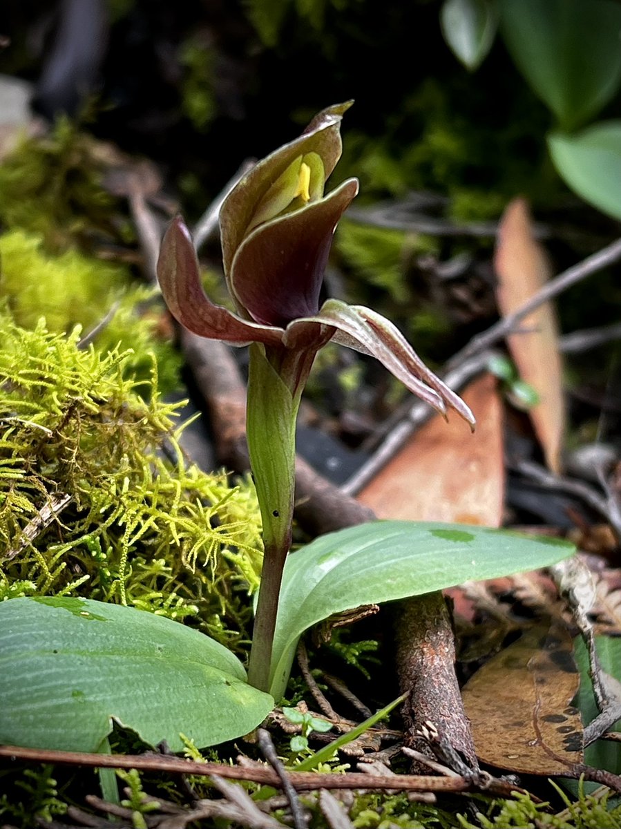 DrEmmaLJohnston's tweet photo. The rains have brought the stumpy orchids out. #ozplants #technicalterms https://t.co/eWdJ1V9S6i